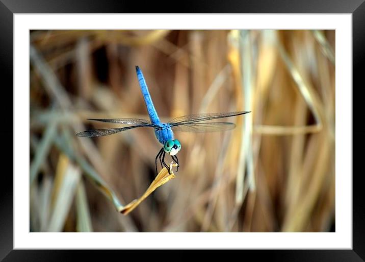 dragonfly hanging out Framed Mounted Print by Pete Schulte