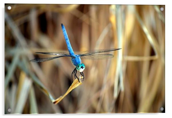 dragonfly hanging out Acrylic by Pete Schulte