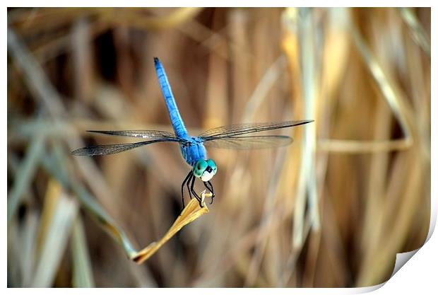 dragonfly hanging out Print by Pete Schulte