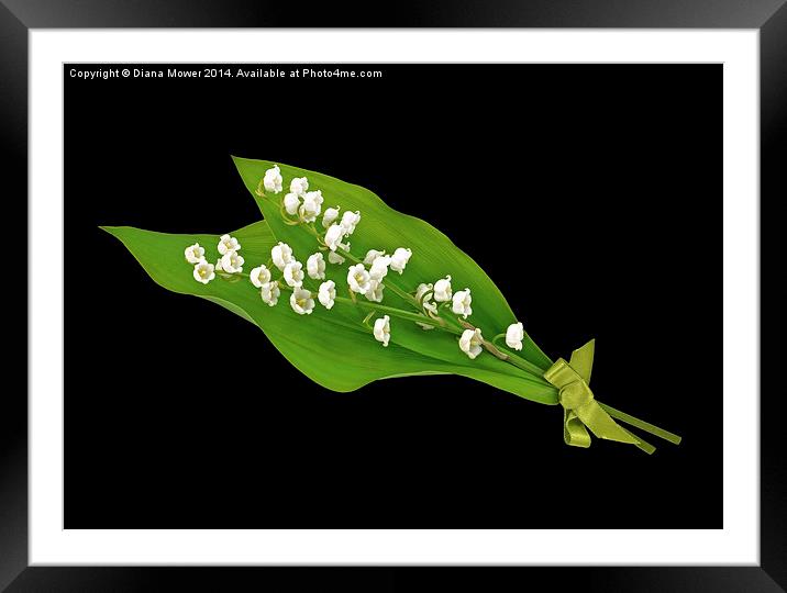 Lily of the Valley Framed Mounted Print by Diana Mower
