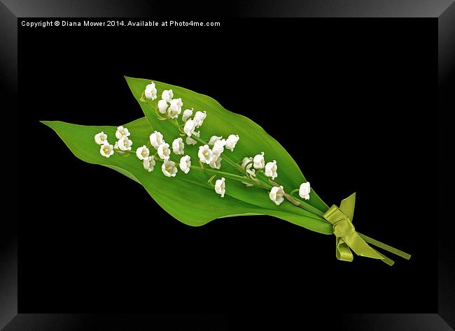 Lily of the Valley Framed Print by Diana Mower