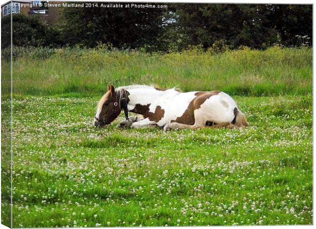 Lying horse eating grass Canvas Print by Steven Maitland