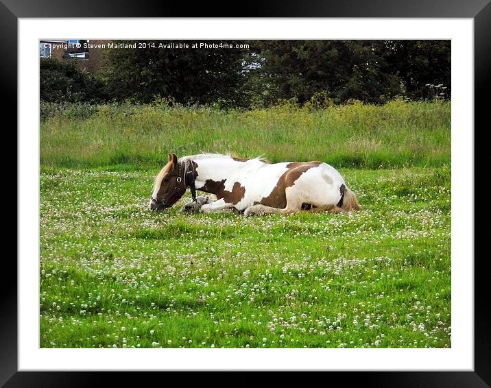 Lying horse eating grass Framed Mounted Print by Steven Maitland