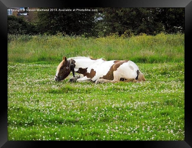 Lying horse eating grass Framed Print by Steven Maitland