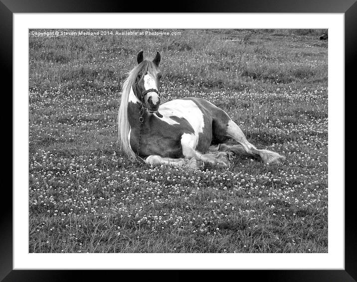 Horse lying down in black and white Framed Mounted Print by Steven Maitland