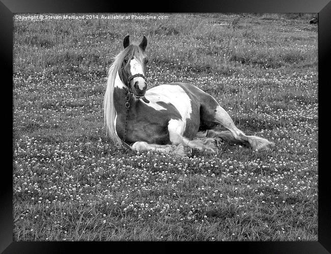 Horse lying down in black and white Framed Print by Steven Maitland