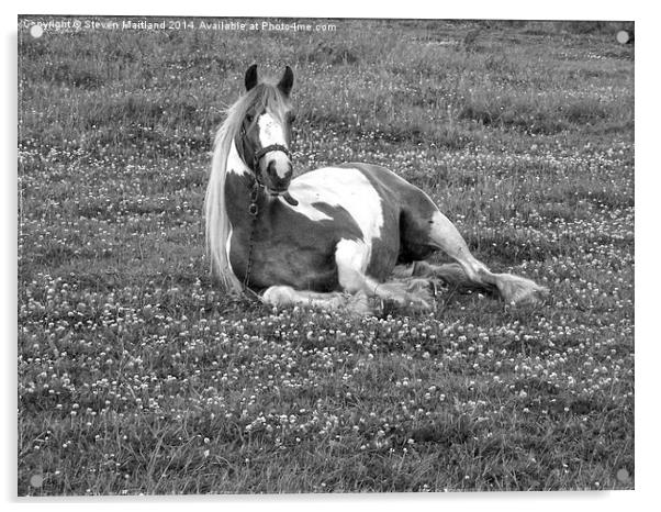 Horse lying down in black and white Acrylic by Steven Maitland