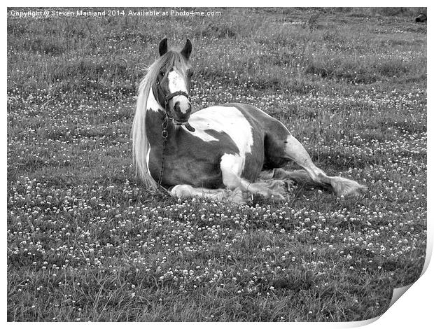 Horse lying down in black and white Print by Steven Maitland