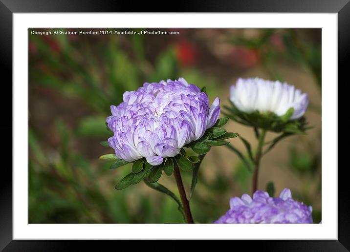 Blue Aster Framed Mounted Print by Graham Prentice
