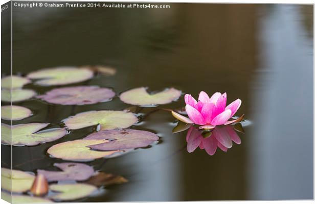 Pink Water Lily Canvas Print by Graham Prentice