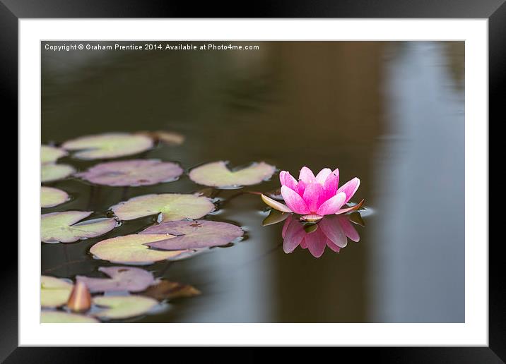 Pink Water Lily Framed Mounted Print by Graham Prentice