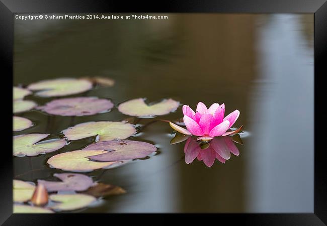 Pink Water Lily Framed Print by Graham Prentice