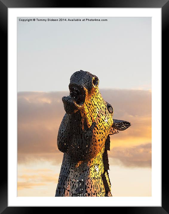 Kelpie at Sunset.  Framed Mounted Print by Tommy Dickson
