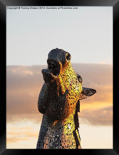 Kelpie at Sunset.  Framed Print by Tommy Dickson