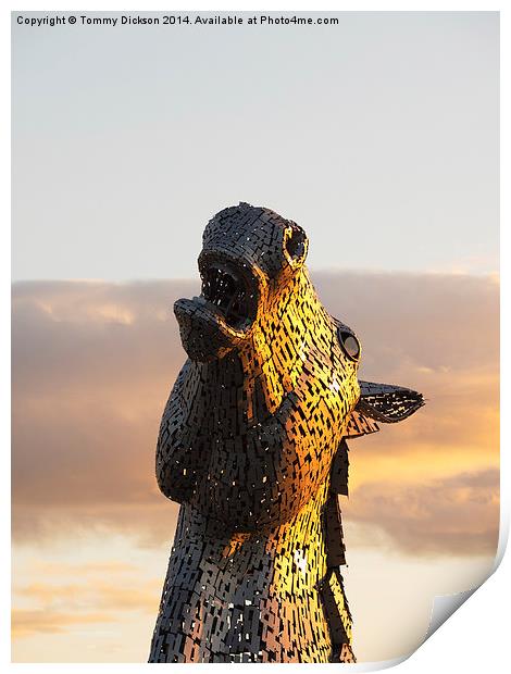 Kelpie at Sunset.  Print by Tommy Dickson
