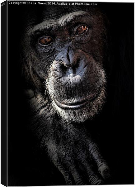 Portrait of a chimpanzee Canvas Print by Sheila Smart