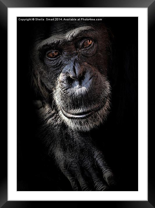 Portrait of a chimpanzee Framed Mounted Print by Sheila Smart