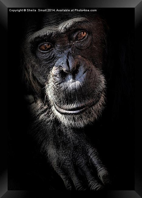 Portrait of a chimpanzee Framed Print by Sheila Smart
