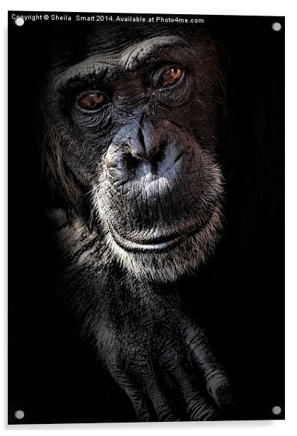 Portrait of a chimpanzee Acrylic by Sheila Smart