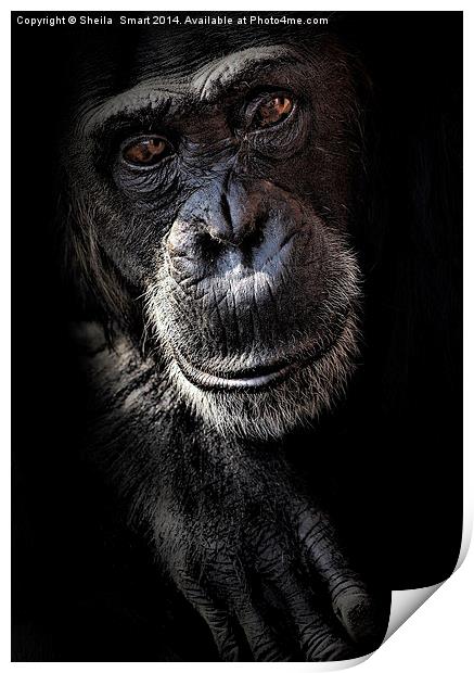 Portrait of a chimpanzee Print by Sheila Smart