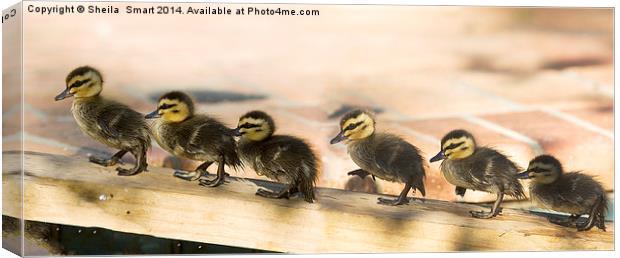 Ducklings all in a row Canvas Print by Sheila Smart