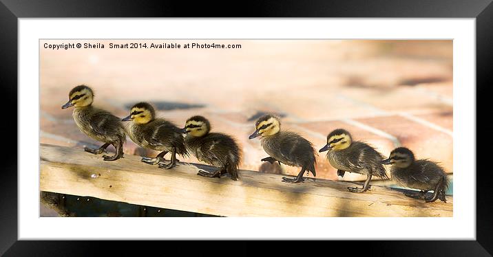 Ducklings all in a row Framed Mounted Print by Sheila Smart