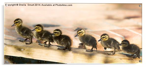 Ducklings all in a row Acrylic by Sheila Smart