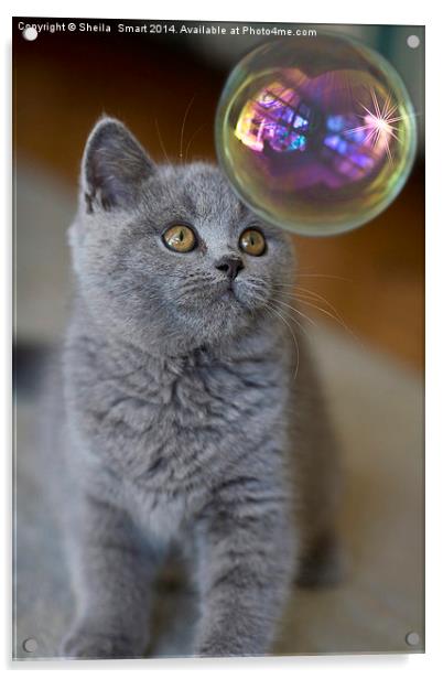 British blue kitten watches bubble Acrylic by Sheila Smart