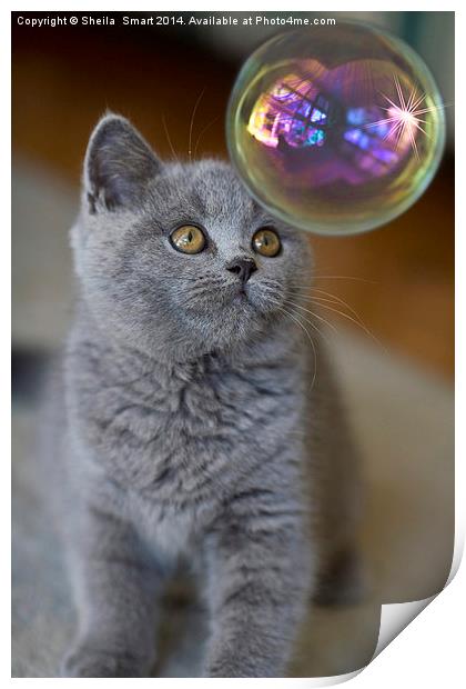British blue kitten watches bubble Print by Sheila Smart