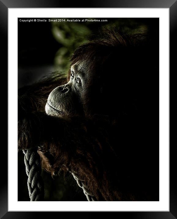 Orang utan deep in thought Framed Mounted Print by Sheila Smart