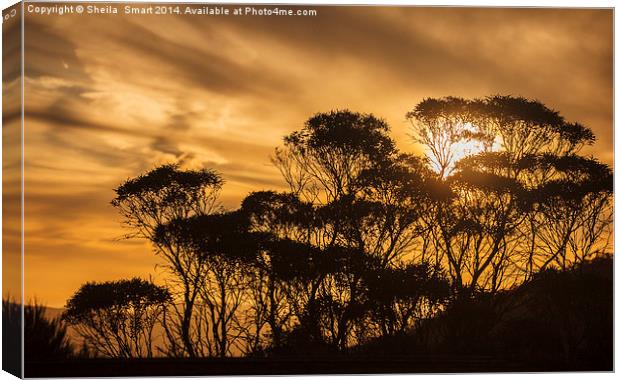 Eucalypt sunset Canvas Print by Sheila Smart