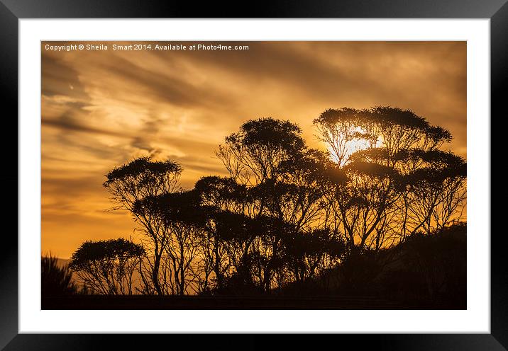 Eucalypt sunset Framed Mounted Print by Sheila Smart