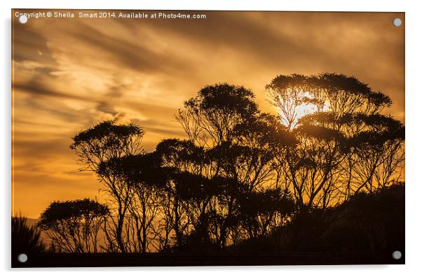 Eucalypt sunset Acrylic by Sheila Smart