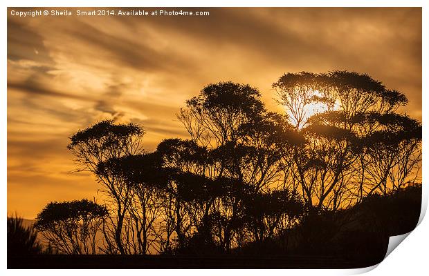 Eucalypt sunset Print by Sheila Smart