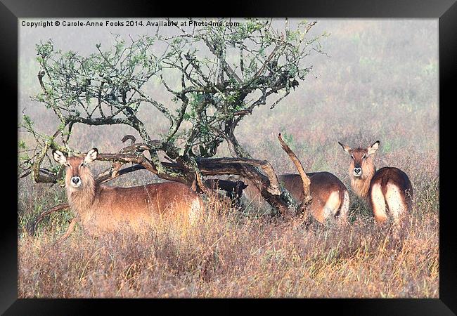 De Fassa Waterbuck, Lake Nakuru, Kenya Framed Print by Carole-Anne Fooks