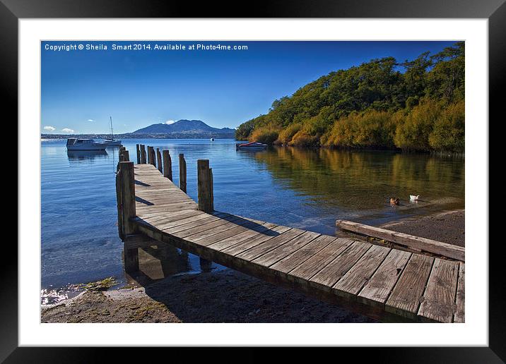 Acacia Bay, North Island, New Zealand Framed Mounted Print by Sheila Smart