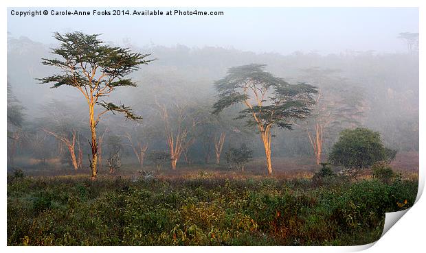 Foggy Morning, Lake Nakuru, Kenya Print by Carole-Anne Fooks