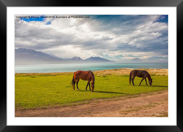Horses at Kaikoura, New Zealand Framed Mounted Print by Sheila Smart