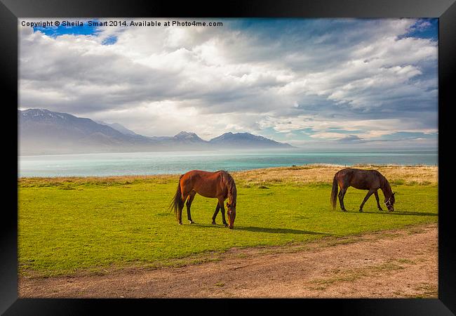 Horses at Kaikoura, New Zealand Framed Print by Sheila Smart