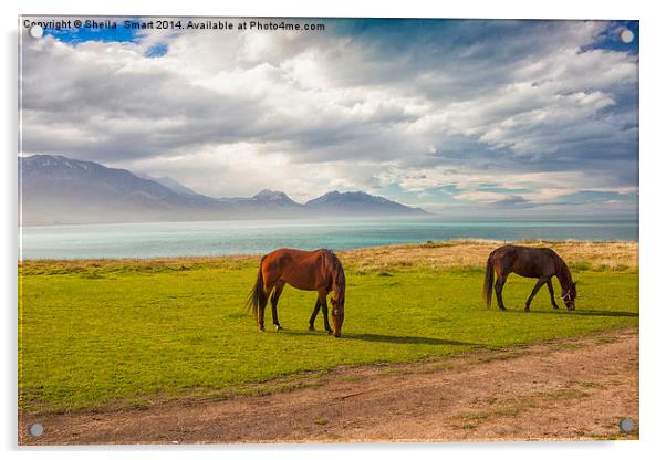 Horses at Kaikoura, New Zealand Acrylic by Sheila Smart