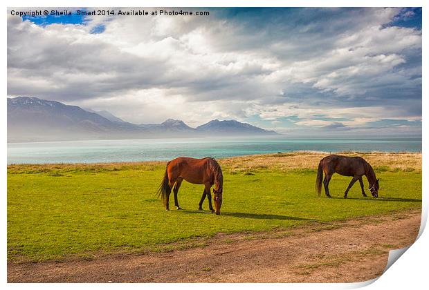 Horses at Kaikoura, New Zealand Print by Sheila Smart