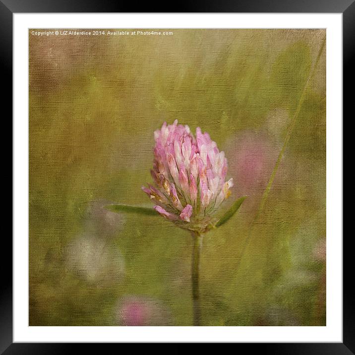 Red Clover Framed Mounted Print by LIZ Alderdice