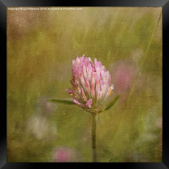 Red Clover Framed Print by LIZ Alderdice