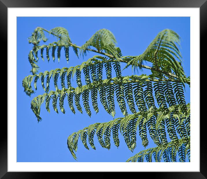 Tree fern unfurling Framed Mounted Print by James Bennett (MBK W