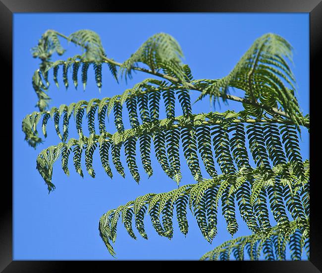 Tree fern unfurling Framed Print by James Bennett (MBK W