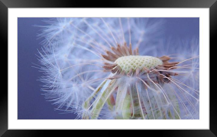 White on Blue Framed Mounted Print by Charlotte Moon