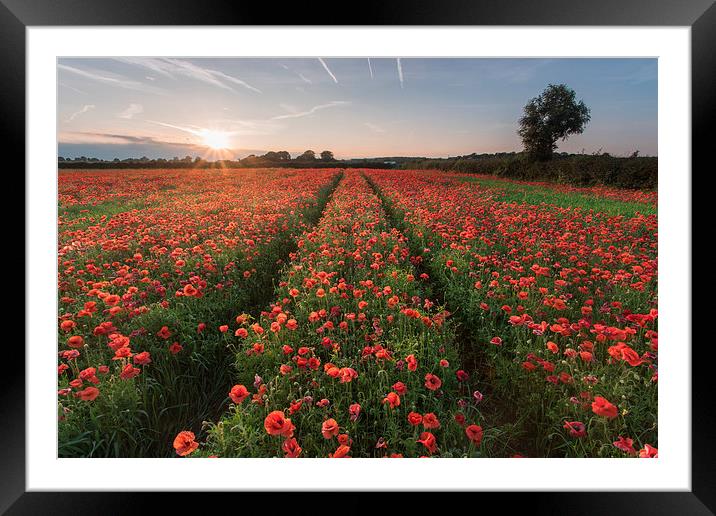 Watnall Poppies Framed Mounted Print by James Grant