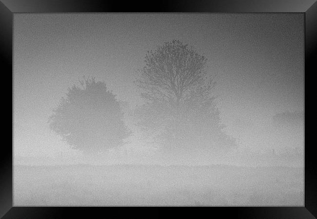 Trees in the Morning Mist Framed Print by andy myatt