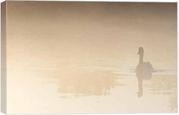 Reflective Swan in the misty Morning Canvas Print by andy myatt