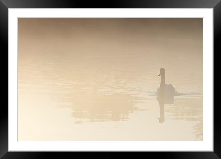 Reflective Swan in the misty Morning Framed Mounted Print by andy myatt